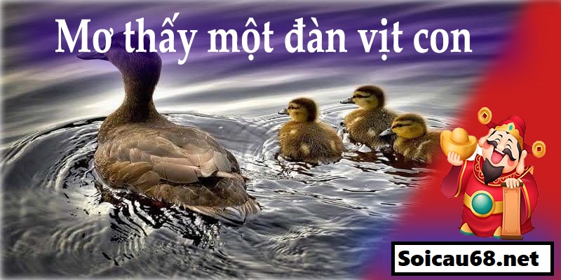 Mơ thấy con vịt đang kêu